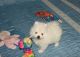 Pomeranian Puppies for sale in Honolulu, HI 96818, USA. price: $850