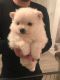 Pomeranian Puppies for sale in Pottstown, PA 19464, USA. price: NA