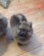 Pomeranian Puppies for sale in Baton Rouge, LA, USA. price: $380