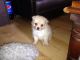 Pomeranian Puppies for sale in Jersey City, NJ, USA. price: NA