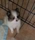 Pomeranian Puppies for sale in Phoenix, AZ 85032, USA. price: NA
