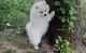 Pomeranian Puppies for sale in Jacksonville, FL, USA. price: NA