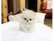 Pomeranian Puppies for sale in Flushing, Queens, NY, USA. price: NA