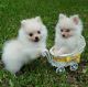 Pomeranian Puppies for sale in Minneapolis, MN, USA. price: NA