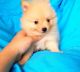 Pomeranian Puppies for sale in Kentucky Ave, Indiana, USA. price: NA