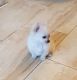 Pomeranian Puppies for sale in Pittsburgh, PA, USA. price: $400