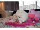 Pomeranian Puppies for sale in Florida Ave NW, Washington, DC, USA. price: $350
