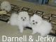 Pomeranian Puppies for sale in Cameron, NC 28326, USA. price: NA