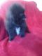 Pomeranian Puppies for sale in Vacaville, CA, USA. price: NA