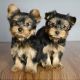 Pomeranian Puppies for sale in USAA Blvd, San Antonio, TX, USA. price: NA