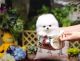 Pomeranian Puppies for sale in Chelsea, New York, NY, USA. price: NA