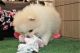 Pomeranian Puppies for sale in Chelsea, New York, NY, USA. price: NA