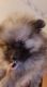 Pomeranian Puppies for sale in Cleveland, OH, USA. price: NA