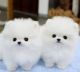 Pomeranian Puppies for sale in 64101 Miami Rd, Lakeville, IN 46536, USA. price: NA