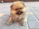Pomeranian Puppies for sale in Anchorage, AK 99503, USA. price: NA