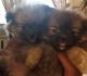 Pomeranian Puppies for sale in Cleveland, OH, USA. price: $550