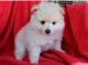 Pomeranian Puppies for sale in 10043 Museum Mile, New York, NY 10028, USA. price: NA