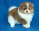 Pomeranian Puppies for sale in Warren, MI 48089, USA. price: NA