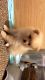 Pomeranian Puppies for sale in Tacoma, WA, USA. price: NA