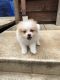 Pomeranian Puppies for sale in Waterloo, IL 62298, USA. price: NA