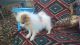 Pomeranian Puppies for sale in 3678 Mt Solomon Rd NW, Corydon, IN 47112, USA. price: $250