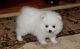 Pomeranian Puppies for sale in Toronto, ON, Canada. price: $500