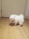 Pomeranian Puppies for sale in Texas City, TX, USA. price: NA