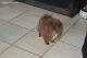 Pomeranian Puppies for sale in NJ-38, Cherry Hill, NJ 08002, USA. price: $300
