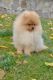 Pomeranian Puppies for sale in Fremont, CA, USA. price: $680