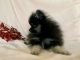 Pomeranian Puppies for sale in Staples, MN 56479, USA. price: NA