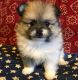 Pomeranian Puppies for sale in Springfield, MA 01119, USA. price: $500