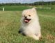 Pomeranian Puppies for sale in Stevens Point, WI 54481, USA. price: NA