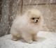 Pomeranian Puppies for sale in Boston, MA, USA. price: NA