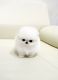 Pomeranian Puppies for sale in Temple City Blvd, Arcadia, CA 91007, USA. price: $490