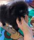 Pomeranian Puppies for sale in Garden City, ID, USA. price: NA
