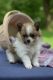 Pomeranian Puppies for sale in Garden City, ID, USA. price: NA