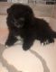 Pomeranian Puppies for sale in Independence, MO, USA. price: $650