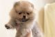 Pomeranian Puppies for sale in Boston, MA 02114, USA. price: $500
