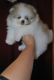Pomeranian Puppies for sale in Toronto Ave, Rancho Cucamonga, CA 91730, USA. price: NA