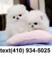 Pomeranian Puppies for sale in Lubbock, TX, USA. price: NA