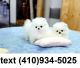 Pomeranian Puppies for sale in Lubbock, TX, USA. price: NA