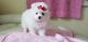 Pomeranian Puppies for sale in Kentucky Oaks Dr, Las Vegas, NV 89117, USA. price: NA