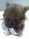 Pomeranian Puppies for sale in Melrose, FL 32666, USA. price: NA