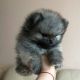 Pomeranian Puppies for sale in Los Angeles, CA 90014, USA. price: NA