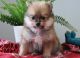 Pomeranian Puppies for sale in Worcester, MA 01653, USA. price: NA