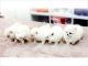 Pomeranian Puppies for sale in Oklahoma City, OK 73101, USA. price: $500
