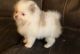 Pomeranian Puppies for sale in Boston, MA 02109, USA. price: $500