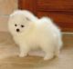 Pomeranian Puppies for sale in Decatur Dr, Salem, IL 62881, USA. price: $450