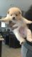 Pomeranian Puppies for sale in Healy, KS 67850, USA. price: NA