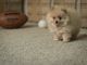 Pomeranian Puppies for sale in Oak Park, MI 48237, USA. price: $1,100